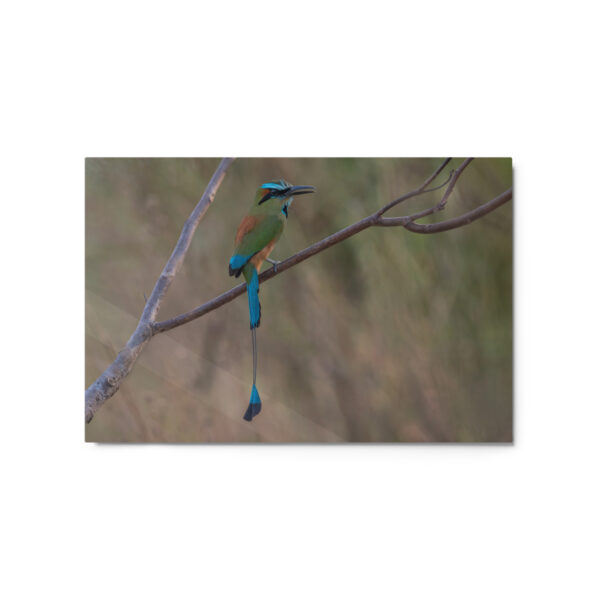 Turquoise browed motmot perches gracefully on a slender branch! Metal prints