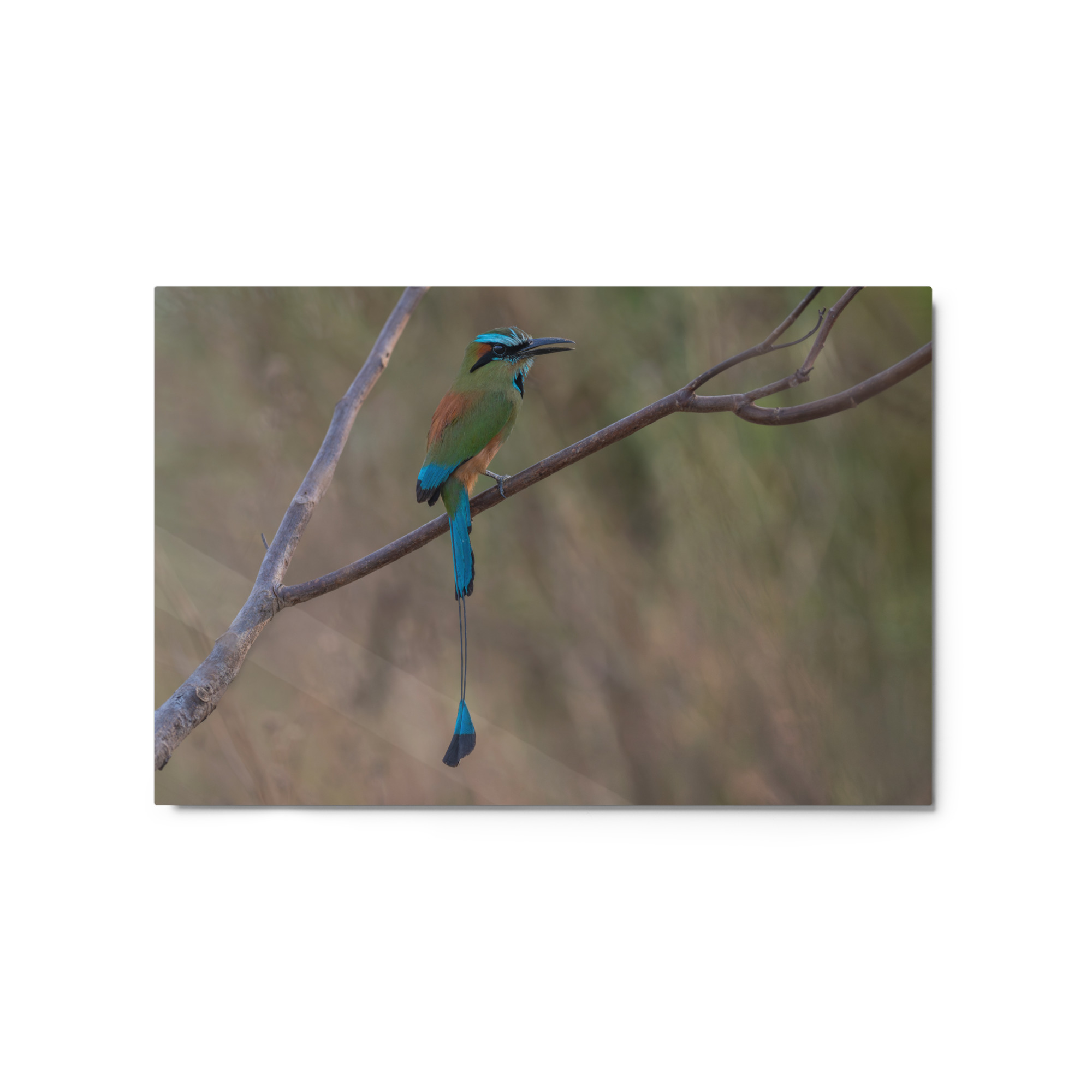 Turquoise browed motmot perches gracefully on a slender branch! Metal prints