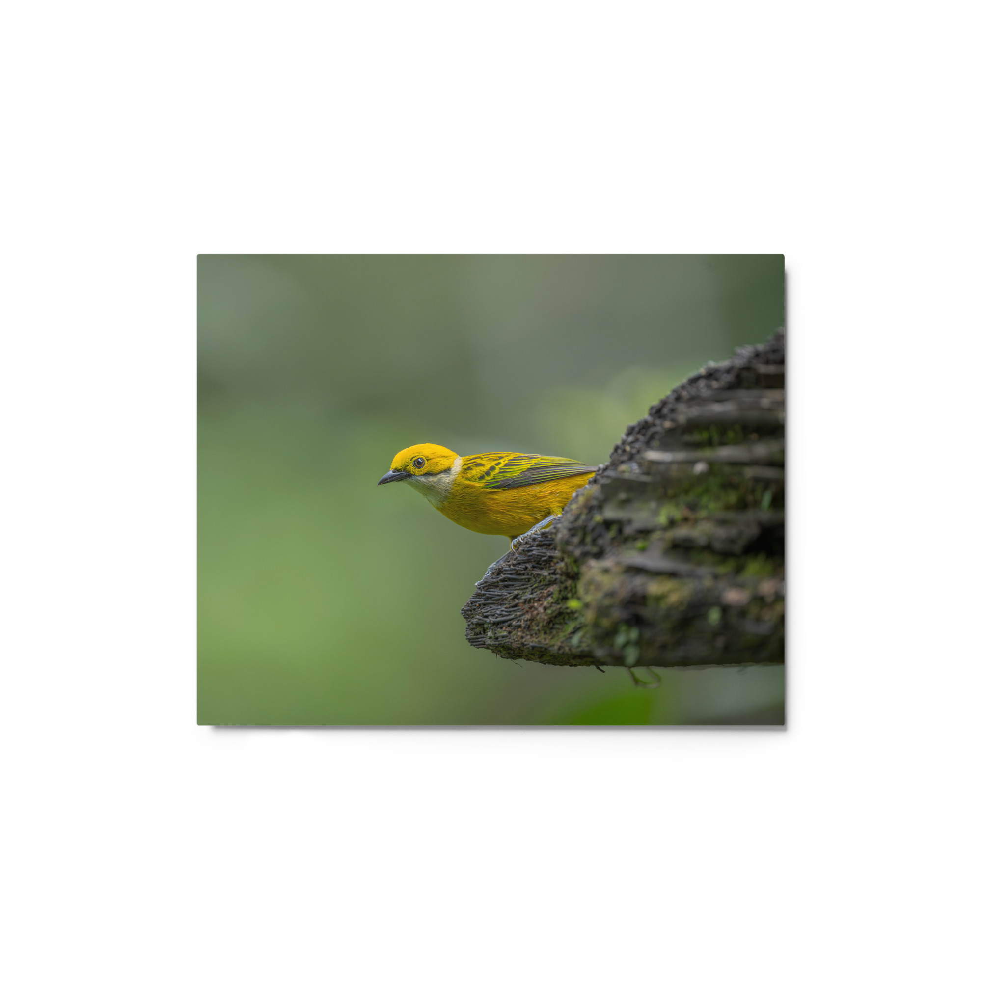 Silver-throated tanager! Metal prints - Image 2