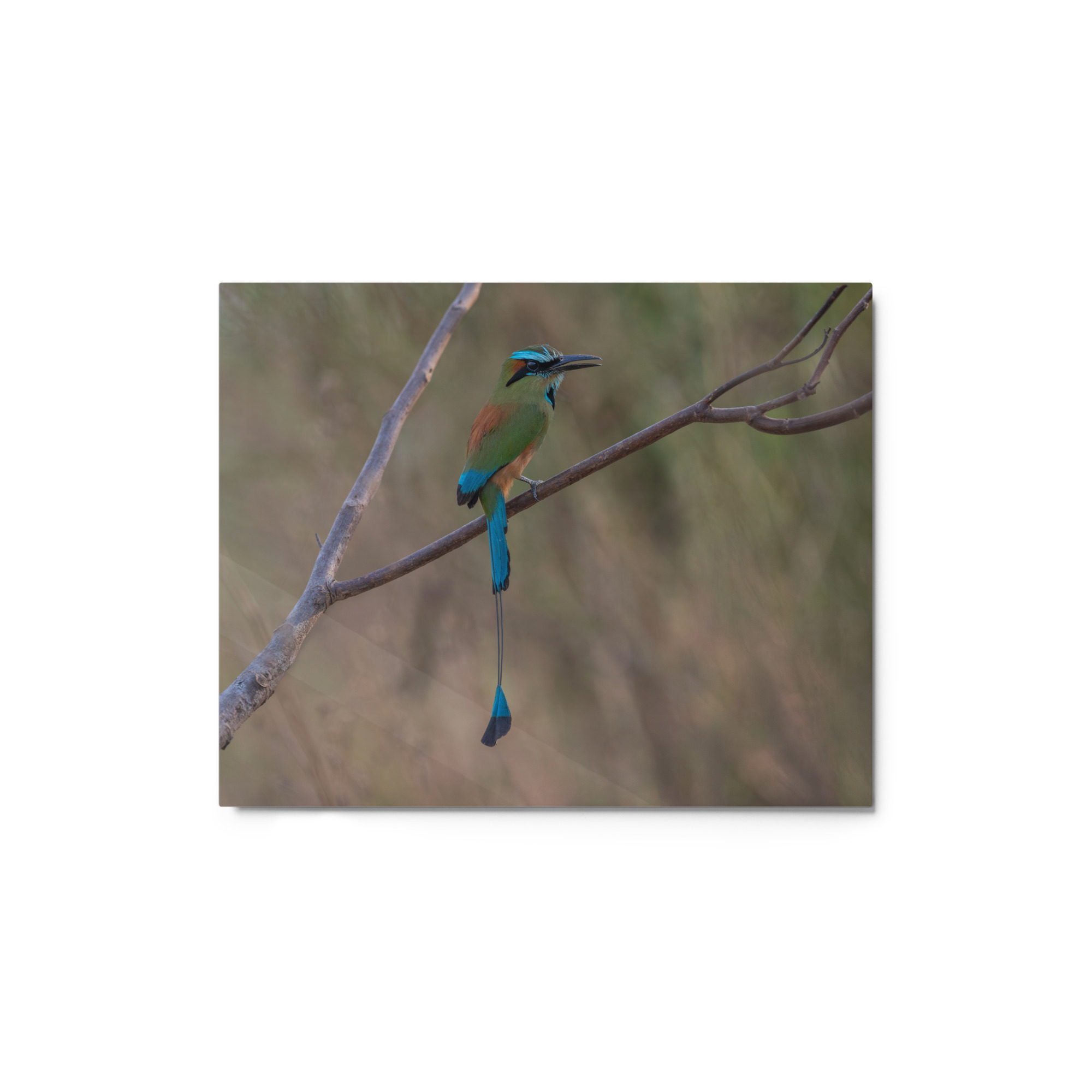 Turquoise browed motmot perches gracefully on a slender branch! Metal prints - Image 2