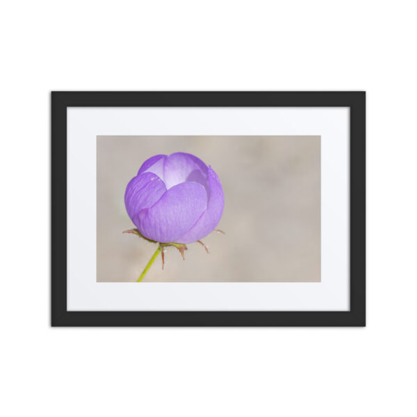 Desert five-spot! Framed Mat poster