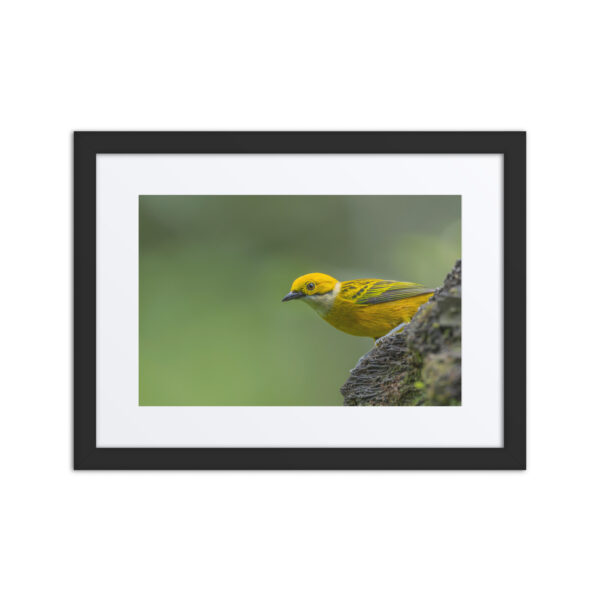 Silver-throated tanager! Framed poster