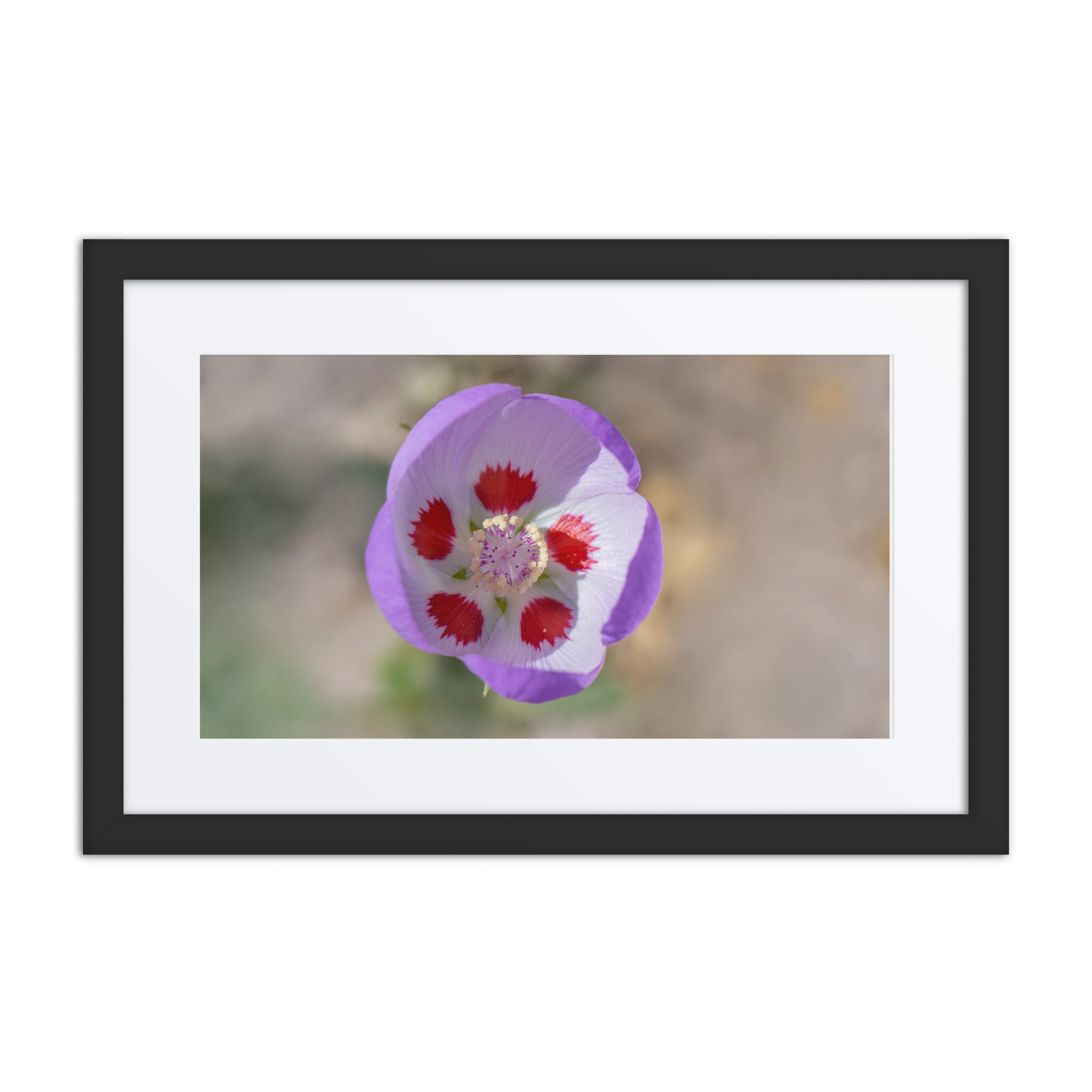 Desert five-spot in bloom! Framed poster
