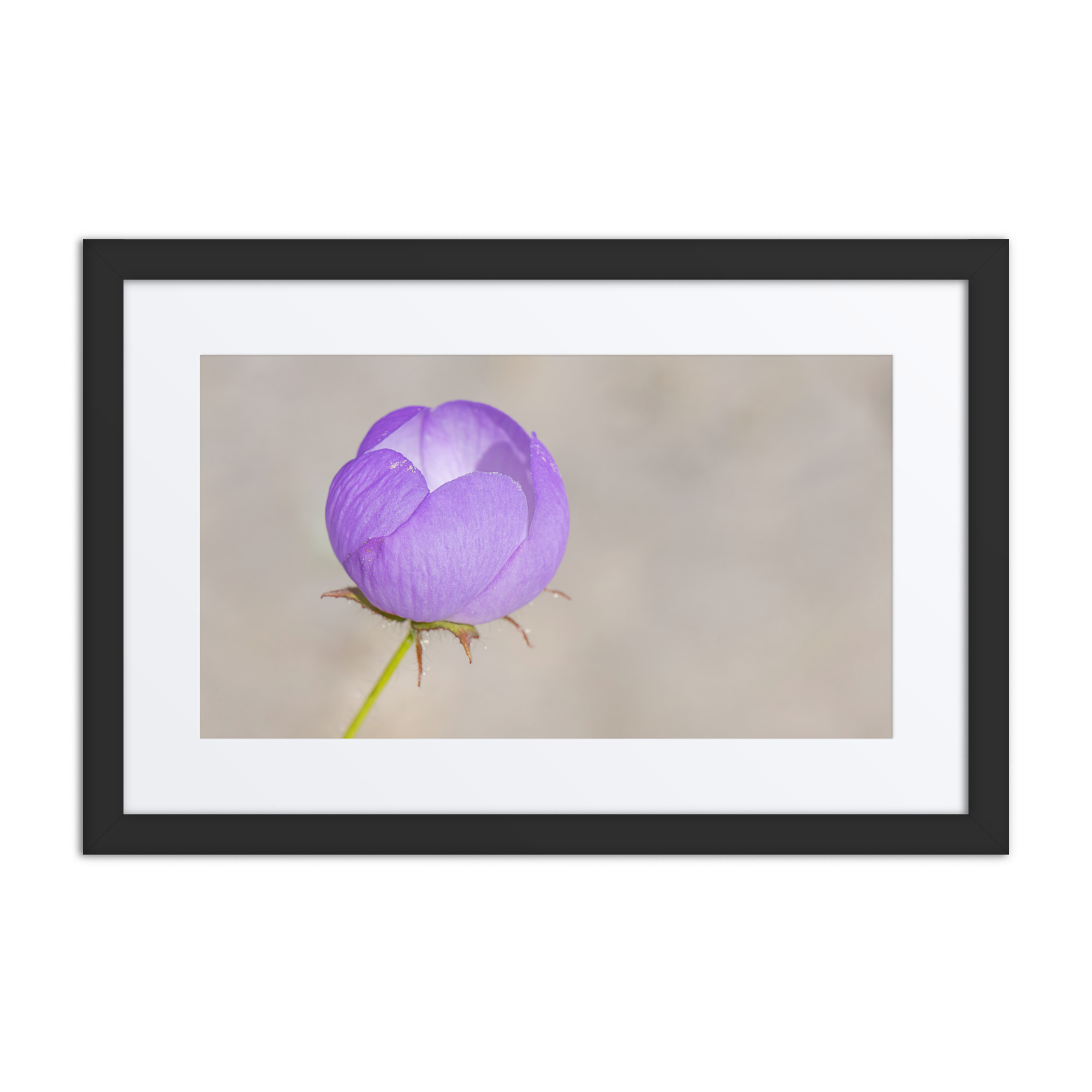 Desert five-spot! Framed Mat poster - Image 2