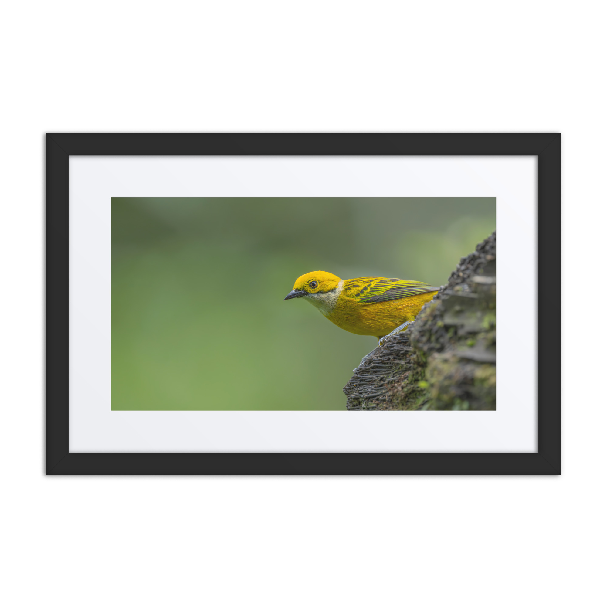 Silver-throated tanager! Framed poster - Image 2