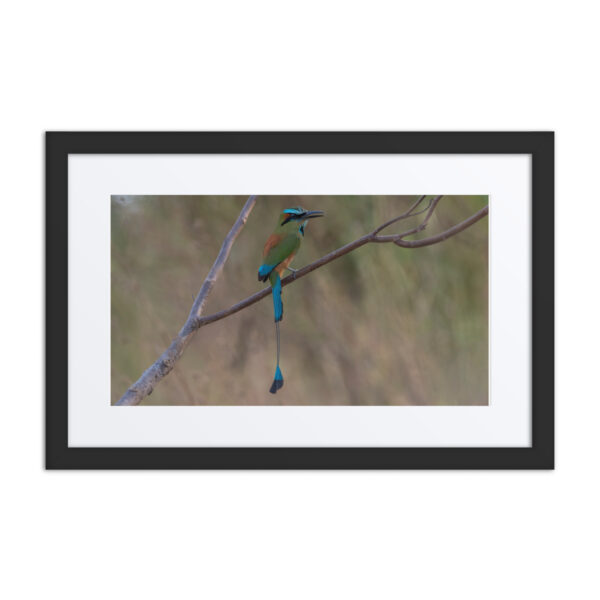 Turquoise browed motmot perches gracefully on a slender branch! Framed poster