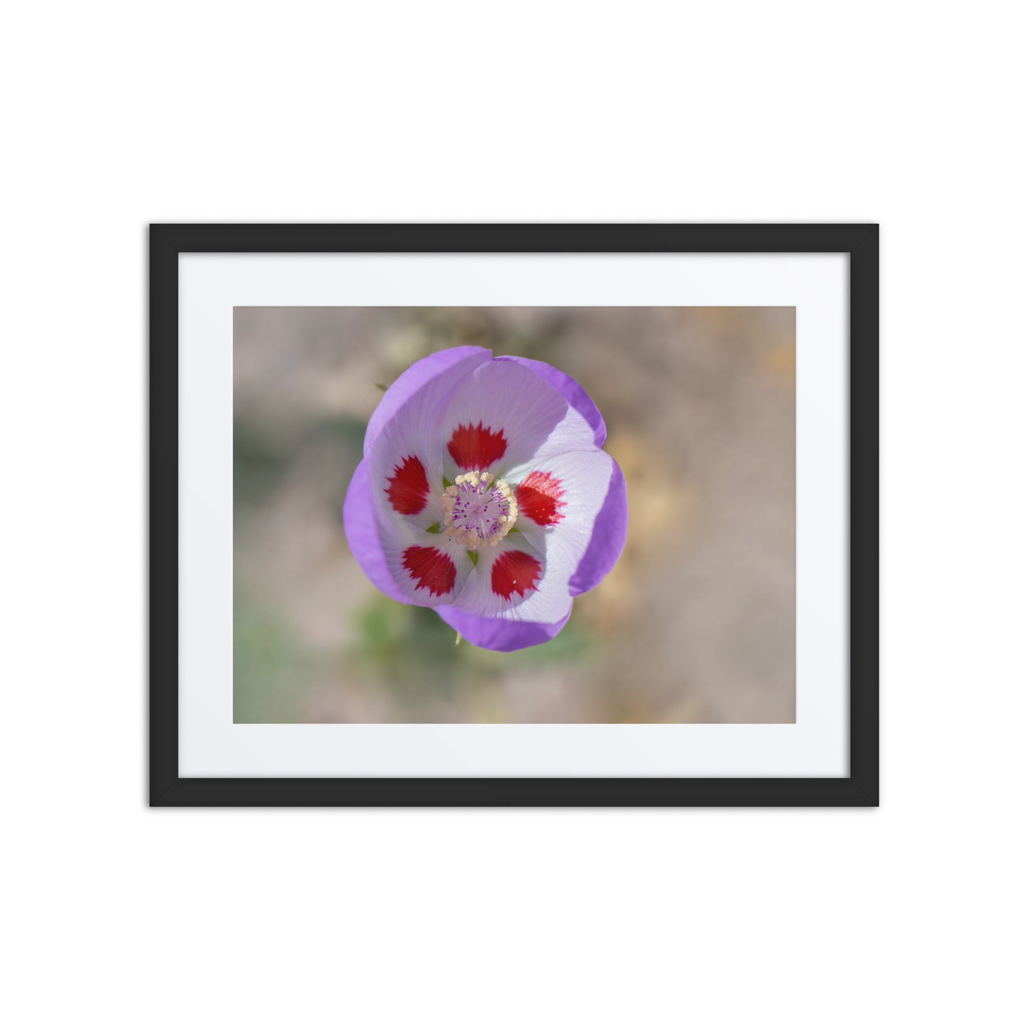 Desert five-spot in bloom! Framed poster - Image 2