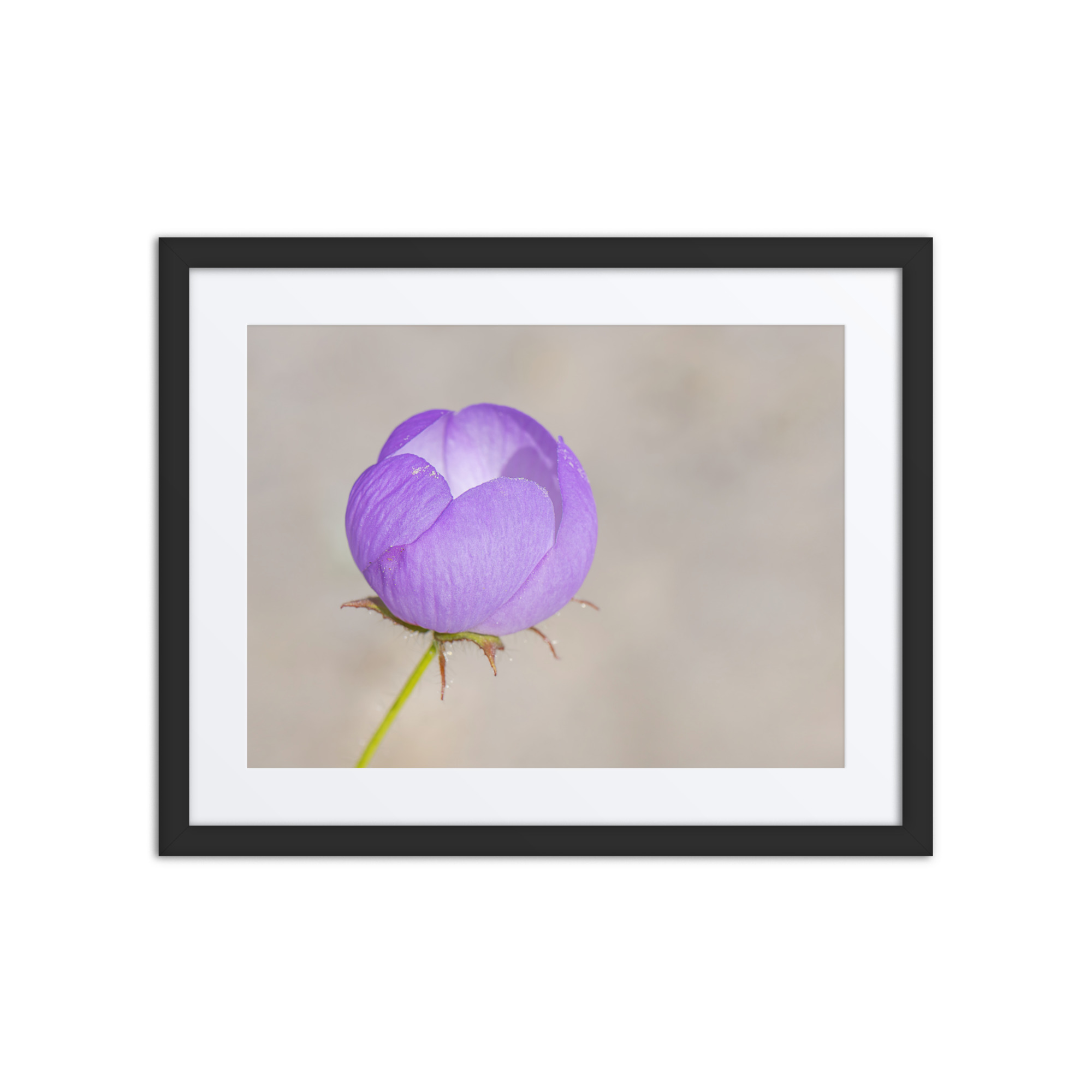 Desert five-spot! Framed Mat poster - Image 3