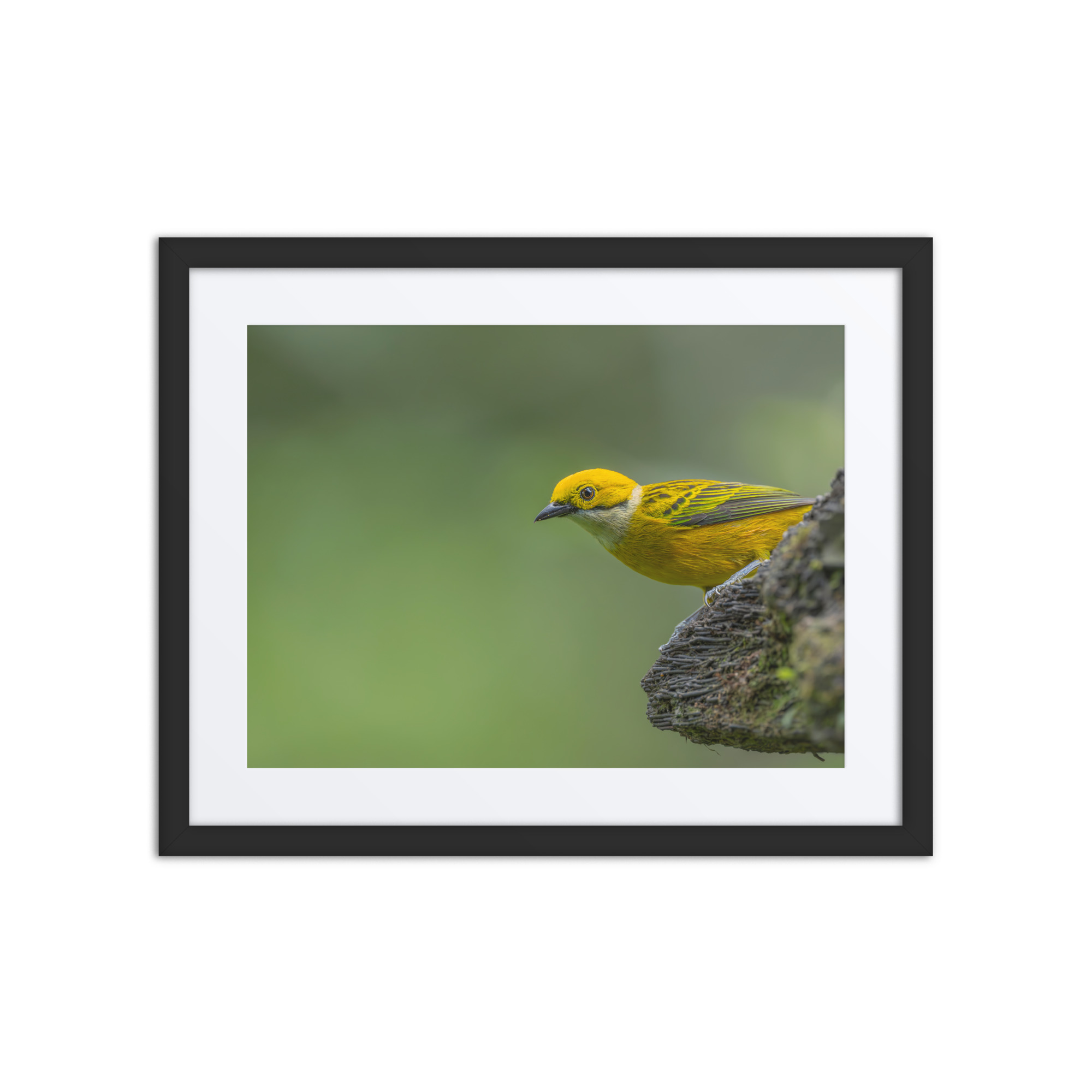 Silver-throated tanager! Framed poster - Image 3