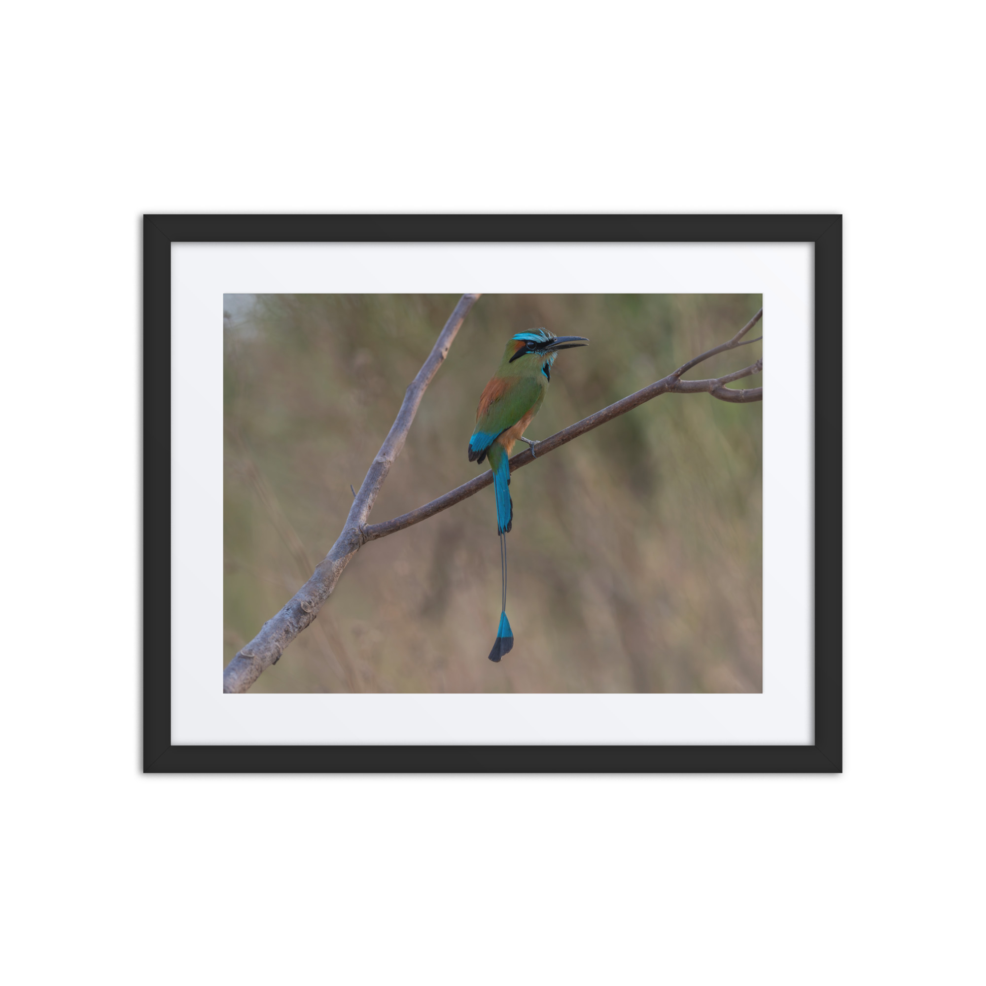 Turquoise browed motmot perches gracefully on a slender branch! Framed poster - Image 2