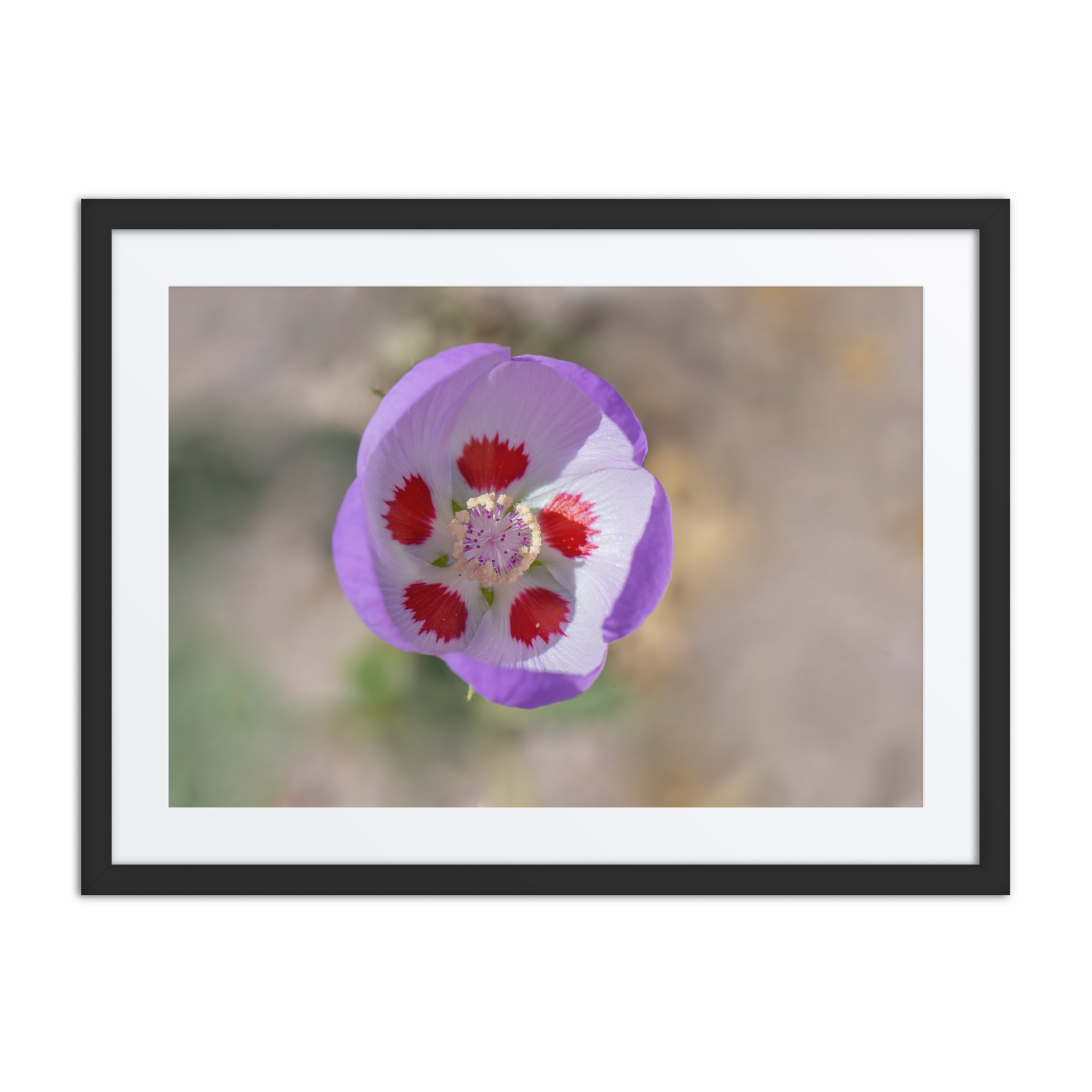 Desert five-spot in bloom! Framed poster - Image 3