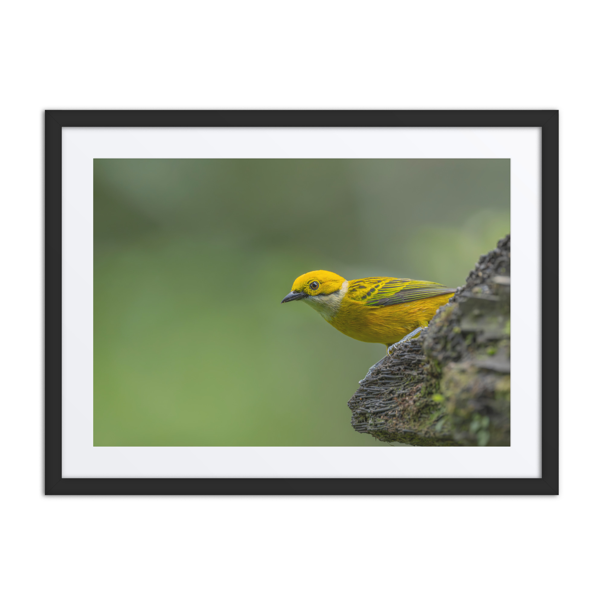 Silver-throated tanager! Framed poster - Image 4