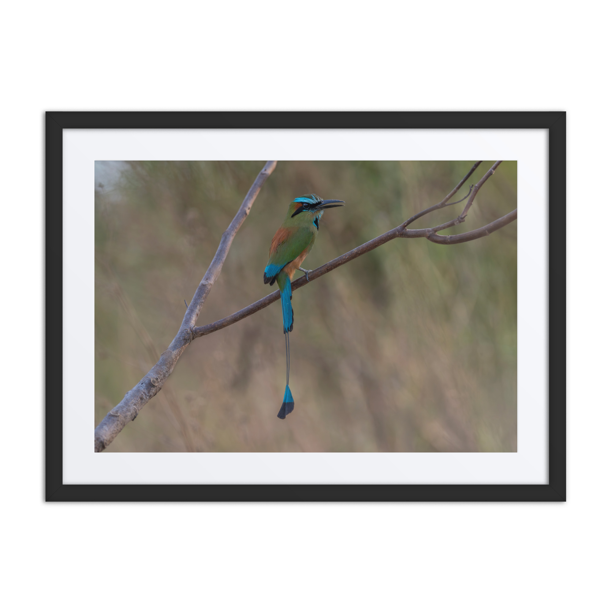 Turquoise browed motmot perches gracefully on a slender branch! Framed poster - Image 3