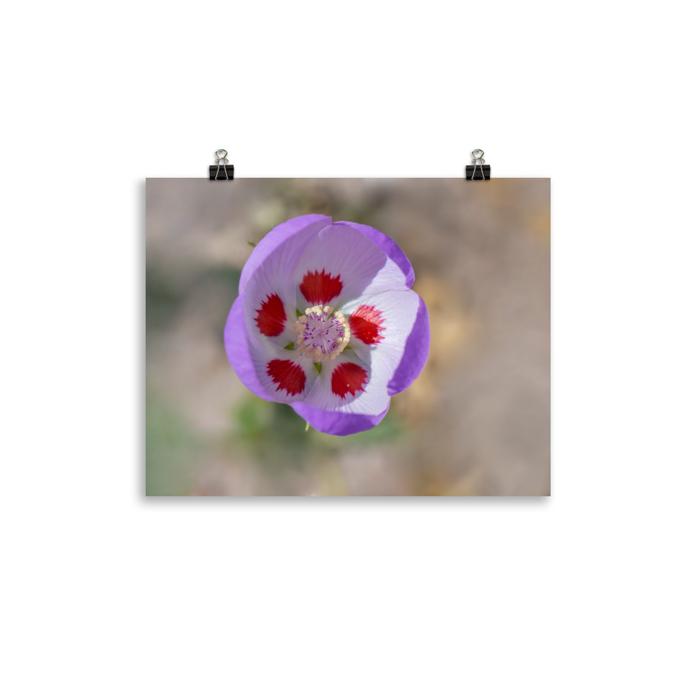 Desert five-spot in bloom! Photo paper poster - Image 4