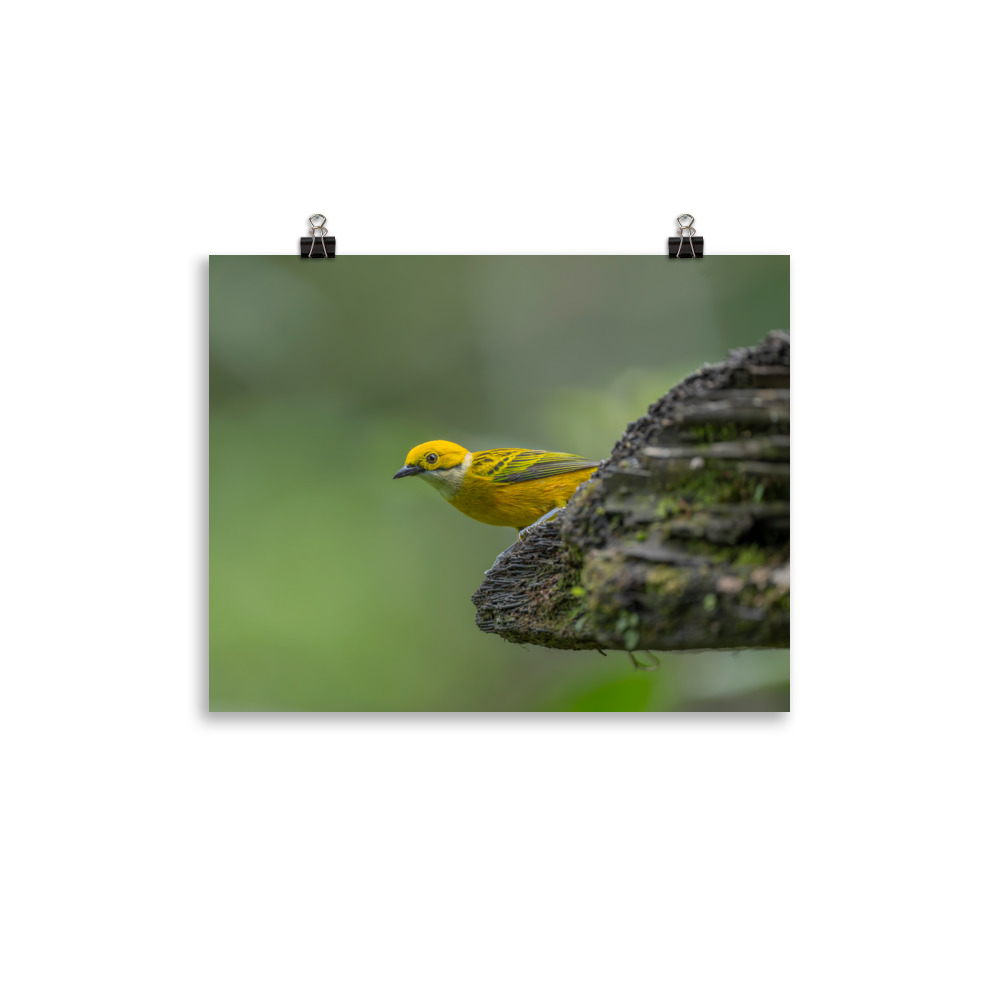 Silver-throated tanager! Photo paper poster - Image 2