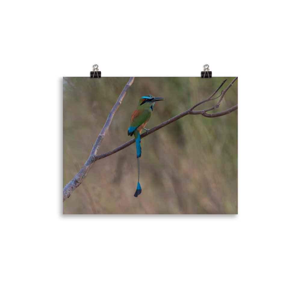 Turquoise browed motmot perches gracefully on a slender branch! Photo paper poster - Image 4