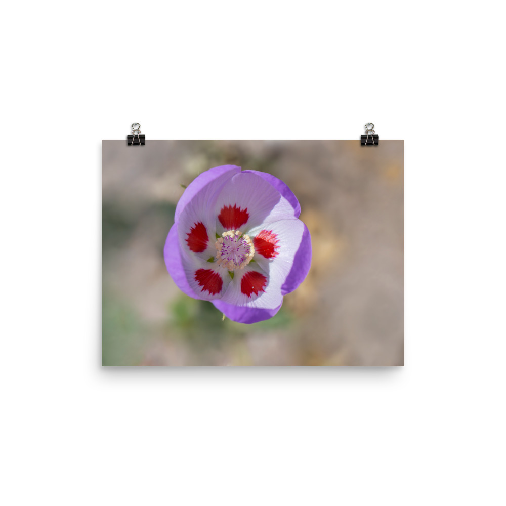 Desert five-spot in bloom! Photo paper poster - Image 6