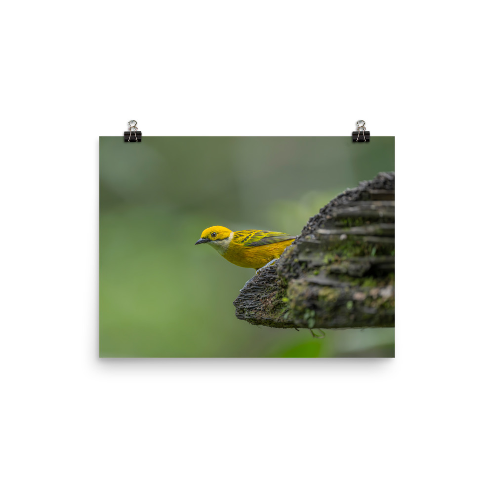 Silver-throated tanager! Photo paper poster - Image 4
