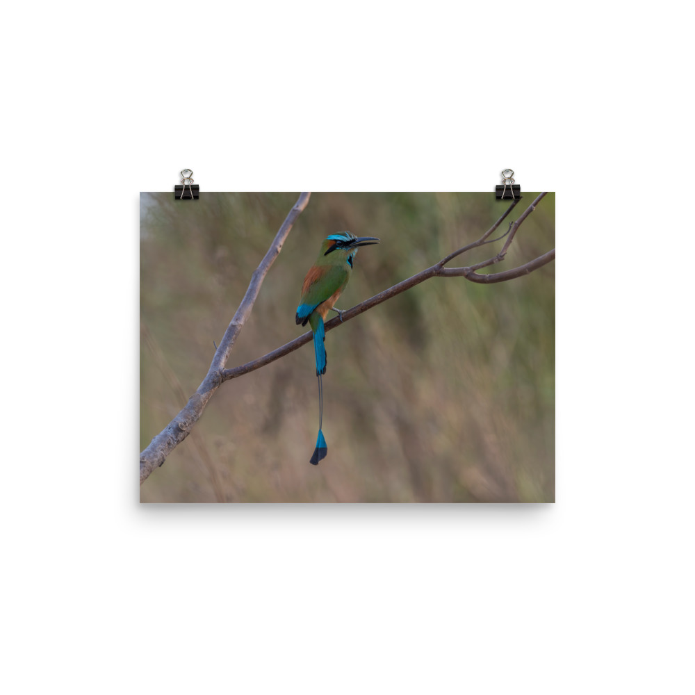 Turquoise browed motmot perches gracefully on a slender branch! Photo paper poster - Image 6