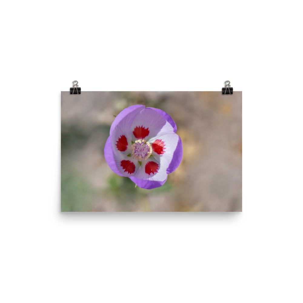 Desert five-spot in bloom! Photo paper poster - Image 7