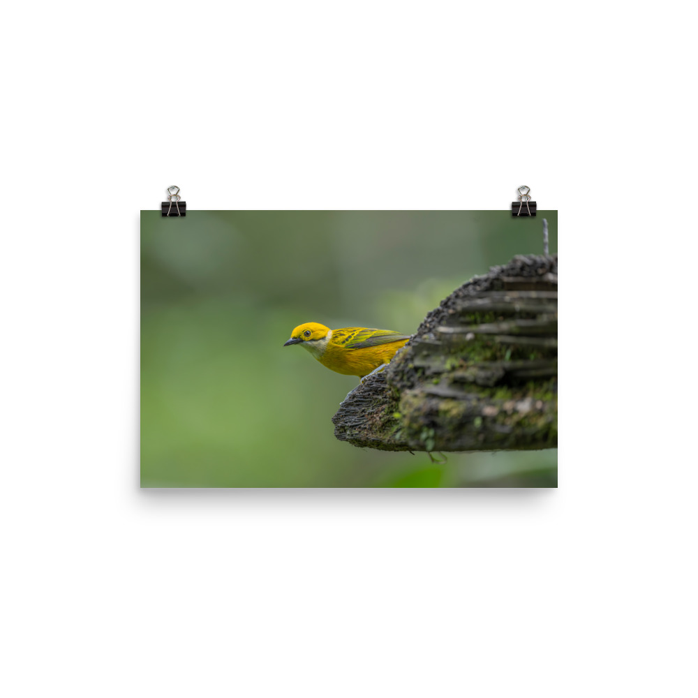 Silver-throated tanager! Photo paper poster - Image 5
