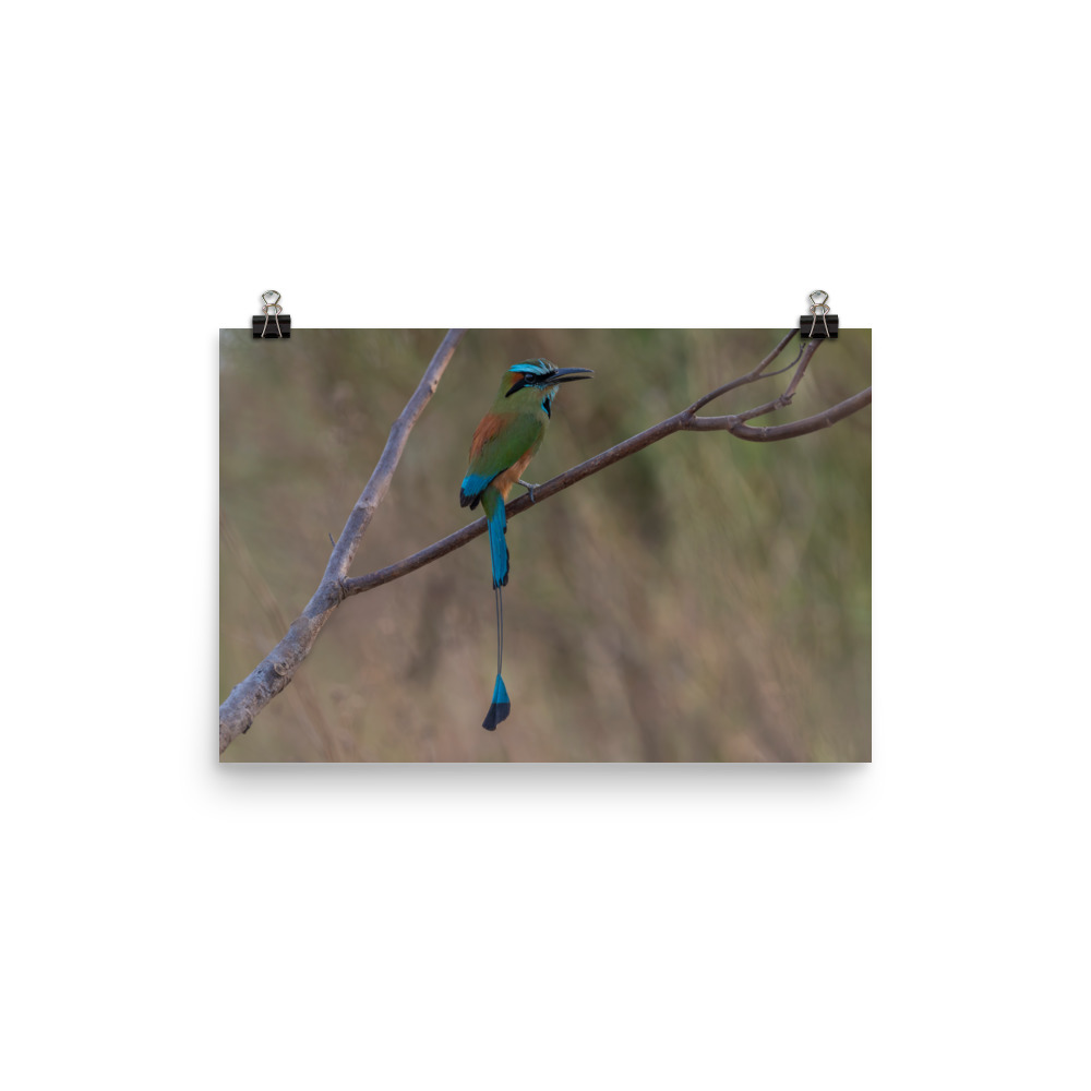 Turquoise browed motmot perches gracefully on a slender branch! Photo paper poster - Image 7