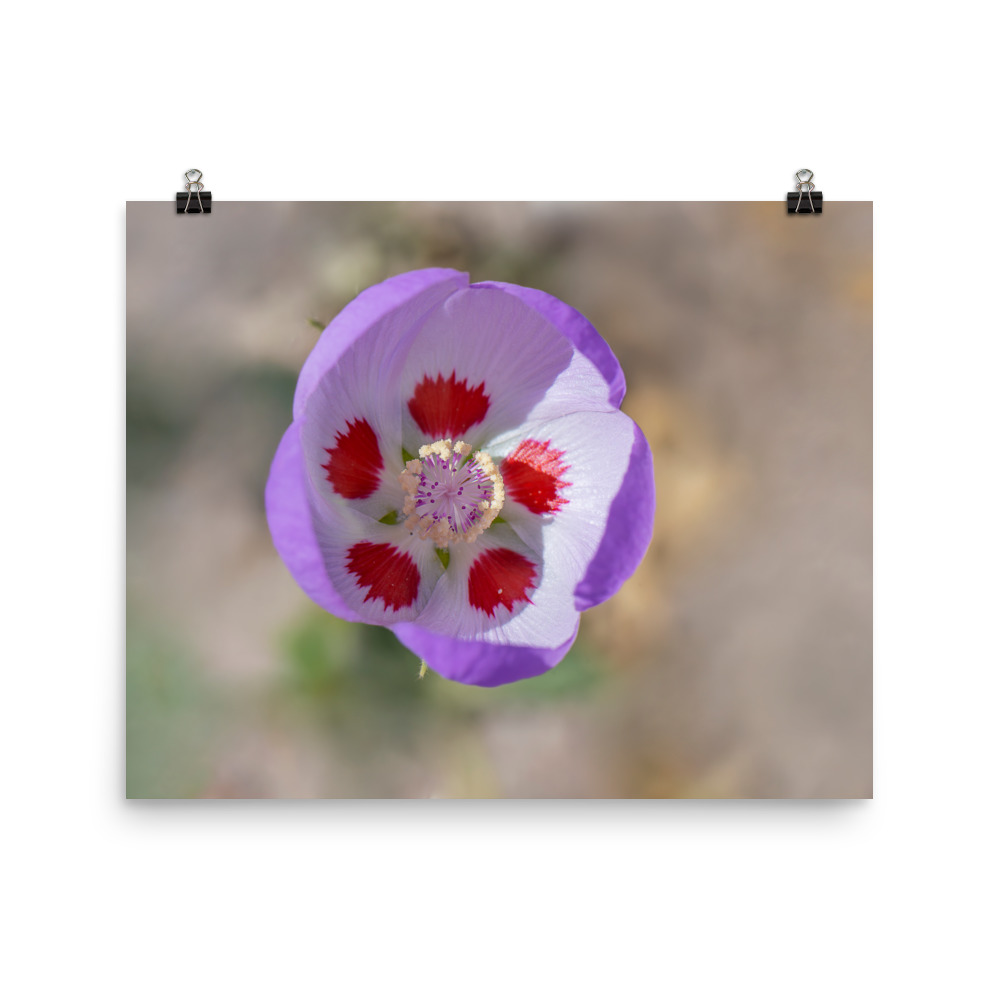 Desert five-spot in bloom! Photo paper poster - Image 10
