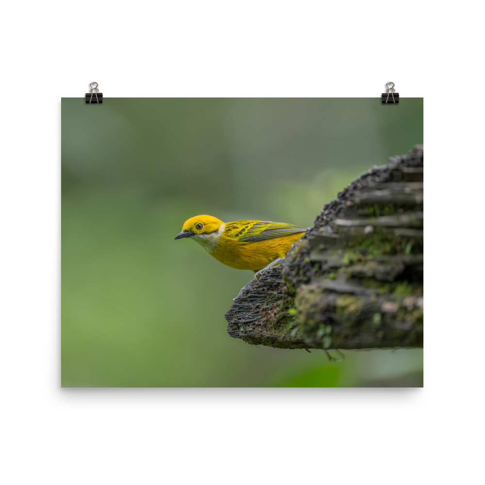 Silver-throated tanager! Photo paper poster - Image 8