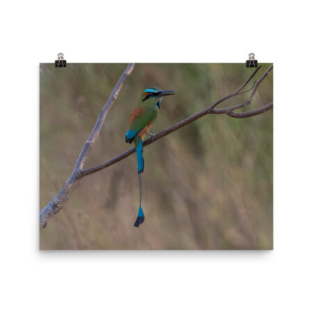Turquoise-browed motmot! Photo paper poster