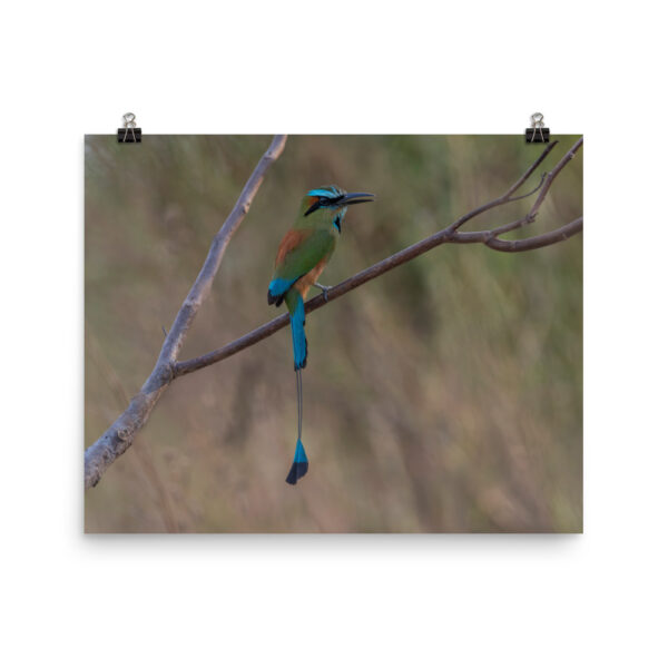 Turquoise browed motmot perches gracefully on a slender branch! Photo paper poster