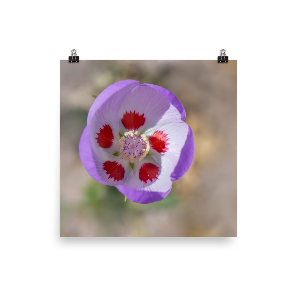 Desert five-spot in bloom! Photo paper poster - Image 11