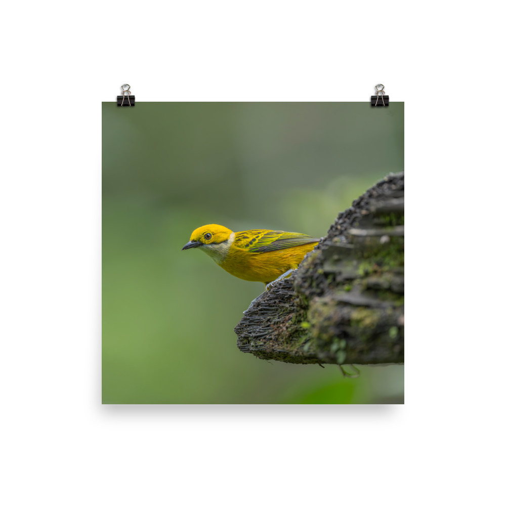Silver-throated tanager! Photo paper poster - Image 9