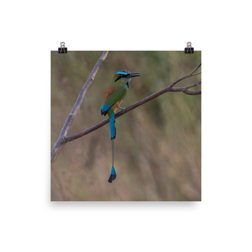 Turquoise browed motmot perches gracefully on a slender branch! Photo paper poster - Image 10