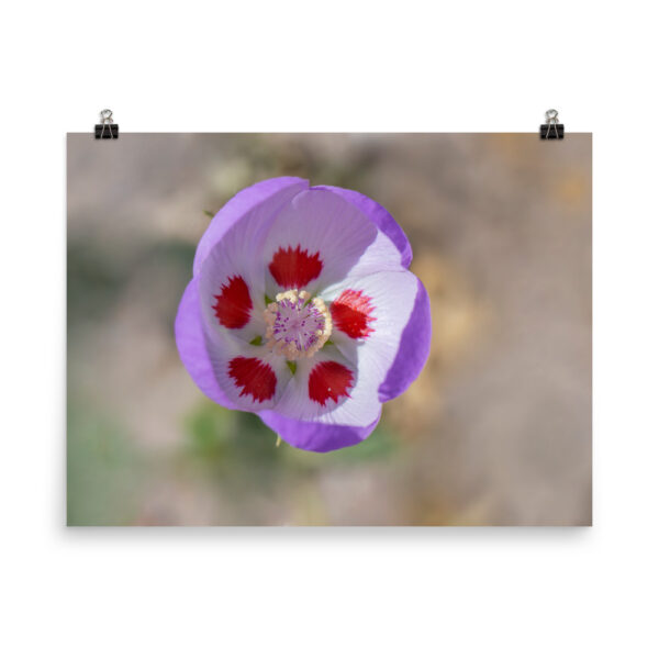 Desert five-spot in bloom! Photo paper poster