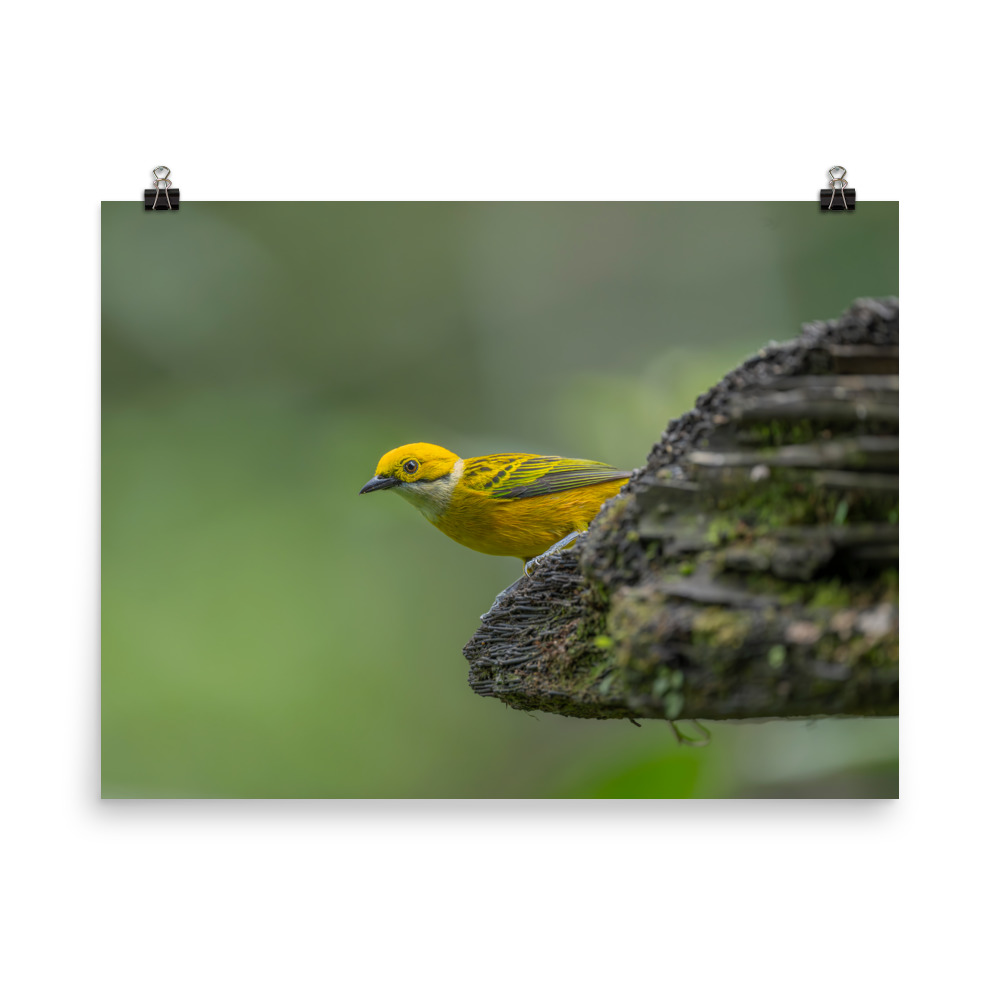 Silver-throated tanager! Photo paper poster - Image 10