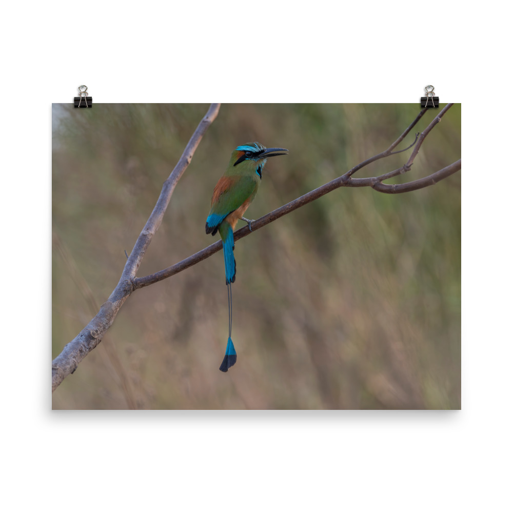 Turquoise browed motmot perches gracefully on a slender branch! Photo paper poster - Image 11