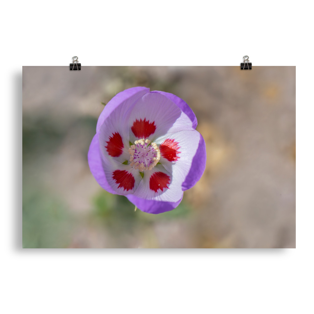 Desert five-spot in bloom! Photo paper poster - Image 2