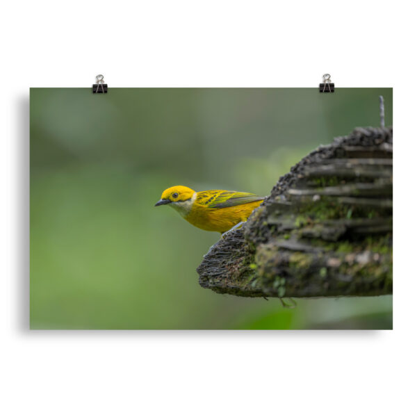 Silver-throated tanager! Photo paper poster