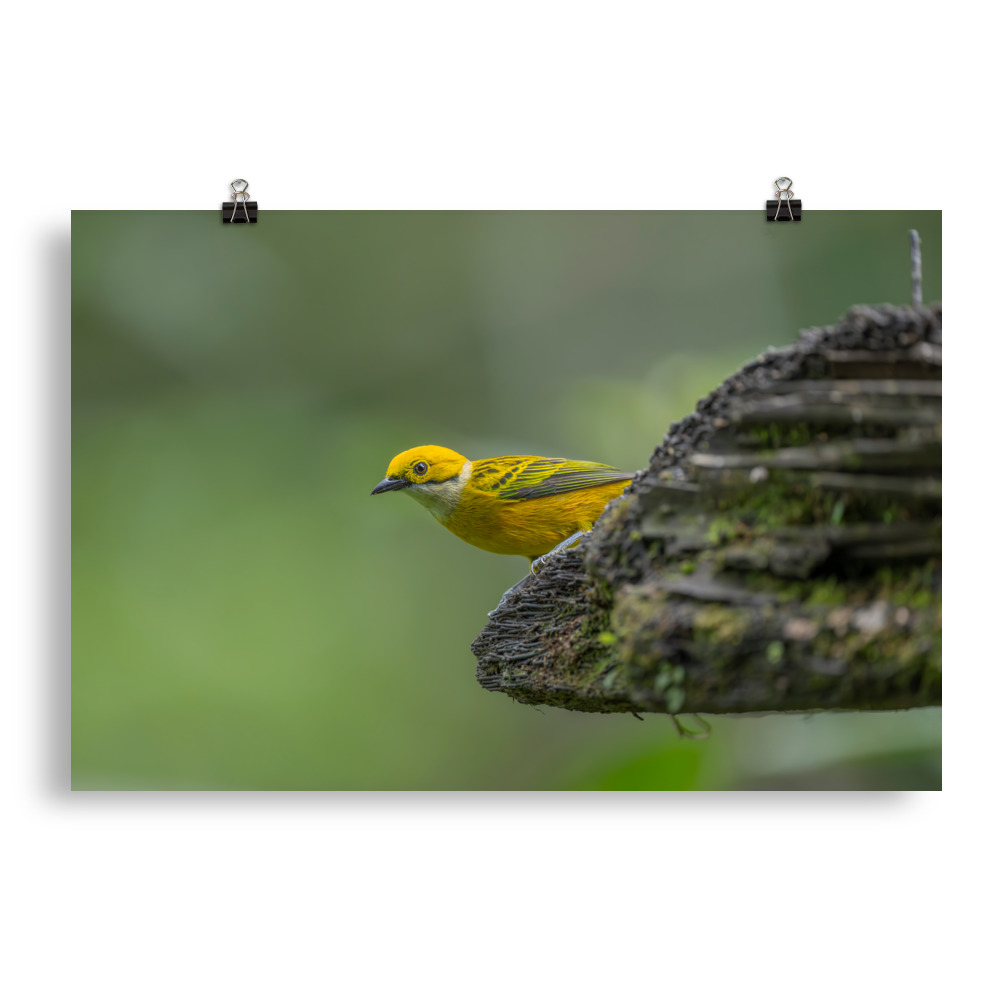Silver-throated tanager! Photo paper poster