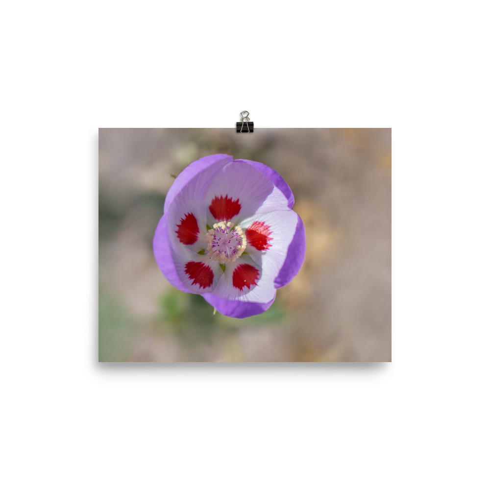 Desert five-spot in bloom! Photo paper poster - Image 12