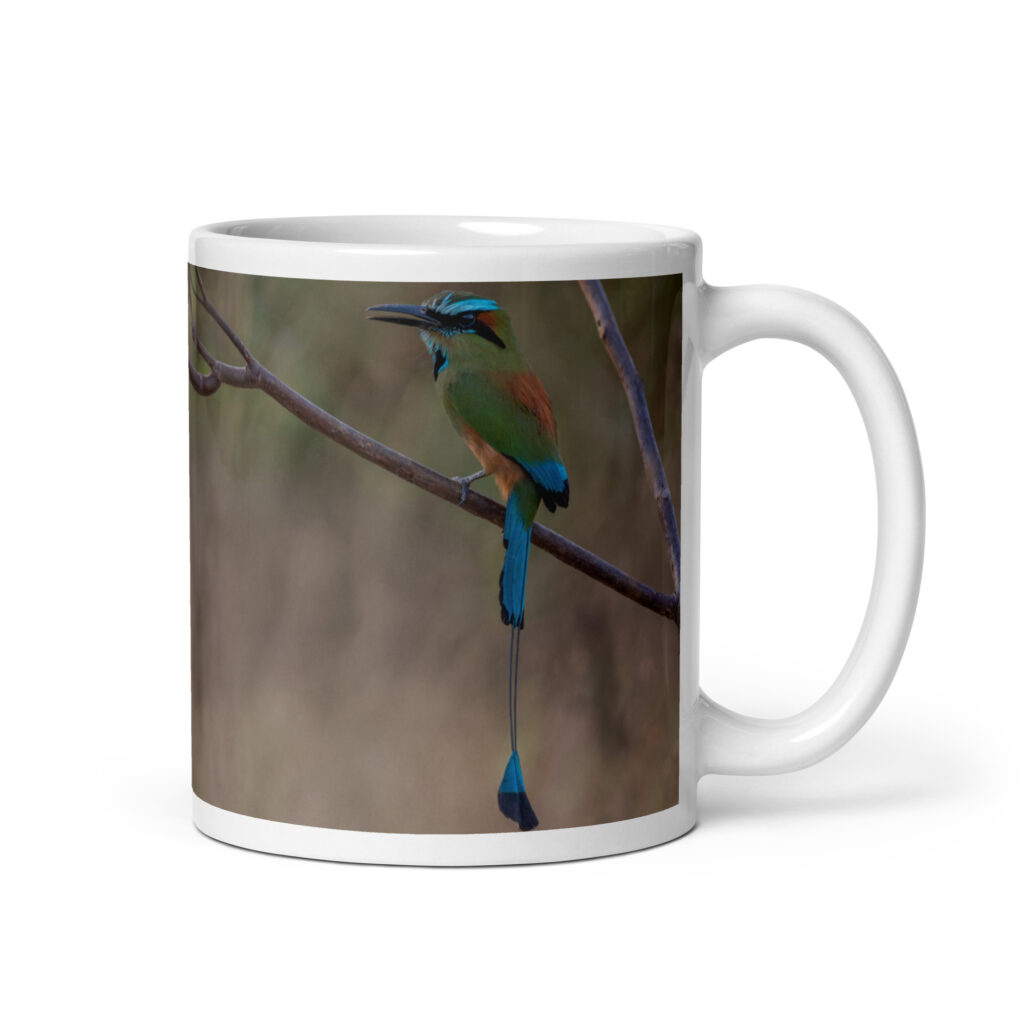 Turquoise browed motmot perches gracefully on a slender branch! White glossy mug