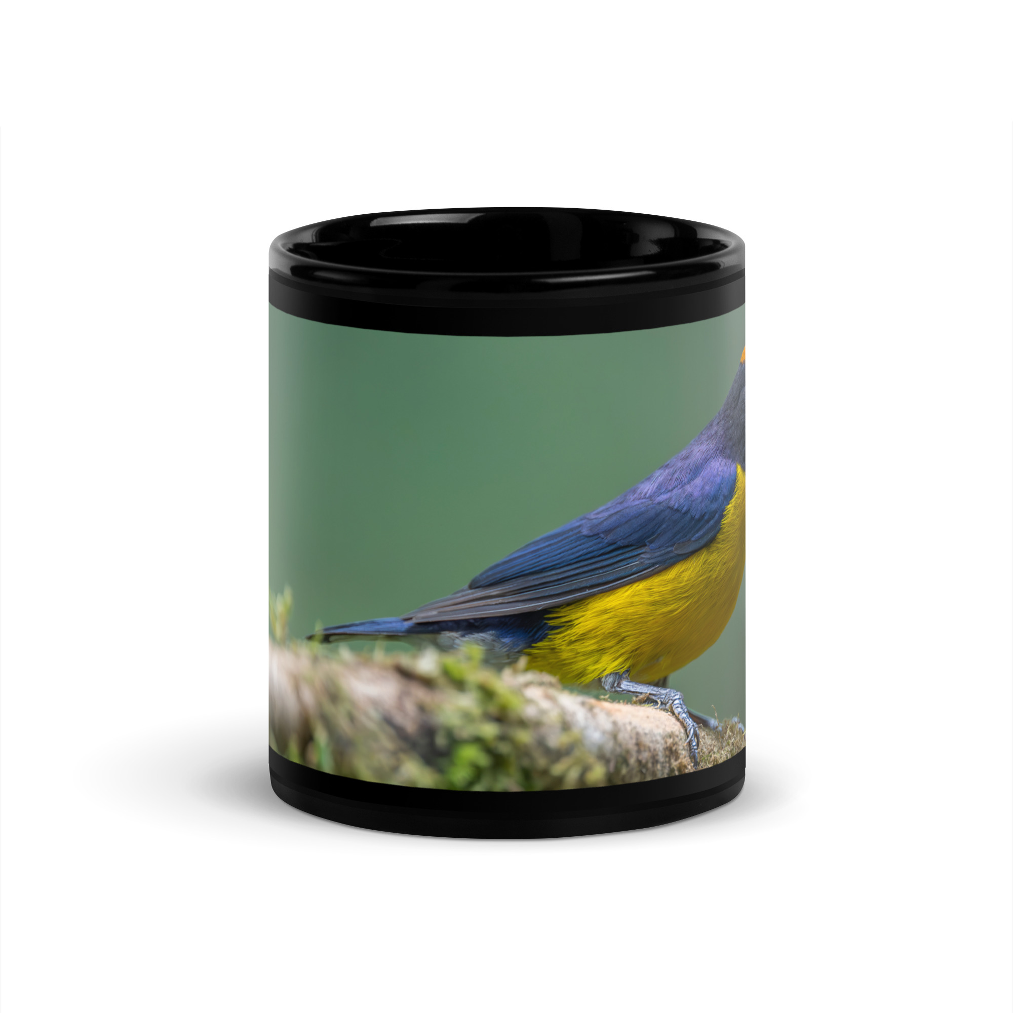 Tawny-capped euphonia in cloud forest! Black Glossy Mug - Image 3
