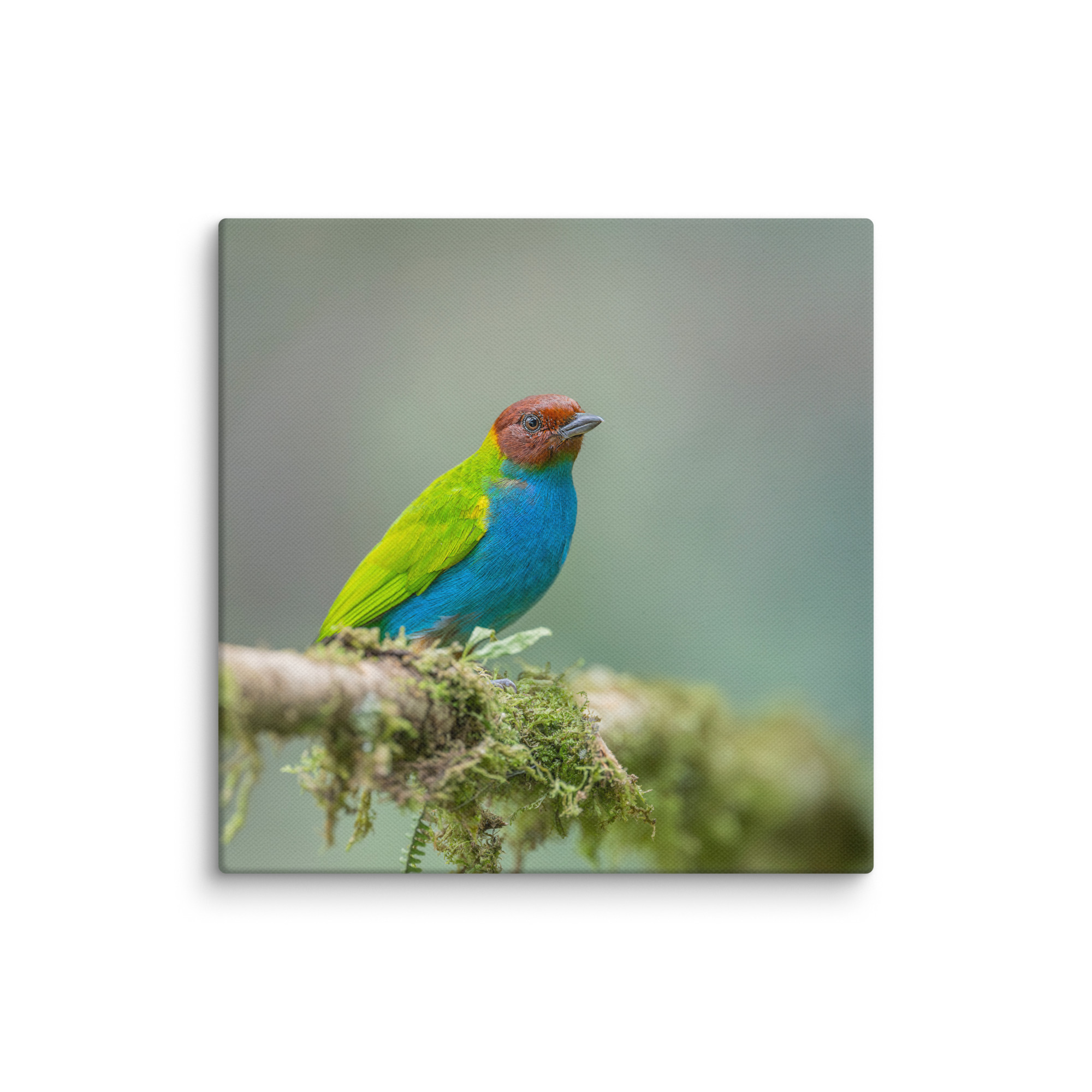 Bay Headed Tanager in rain Forest! Canvas - Image 2