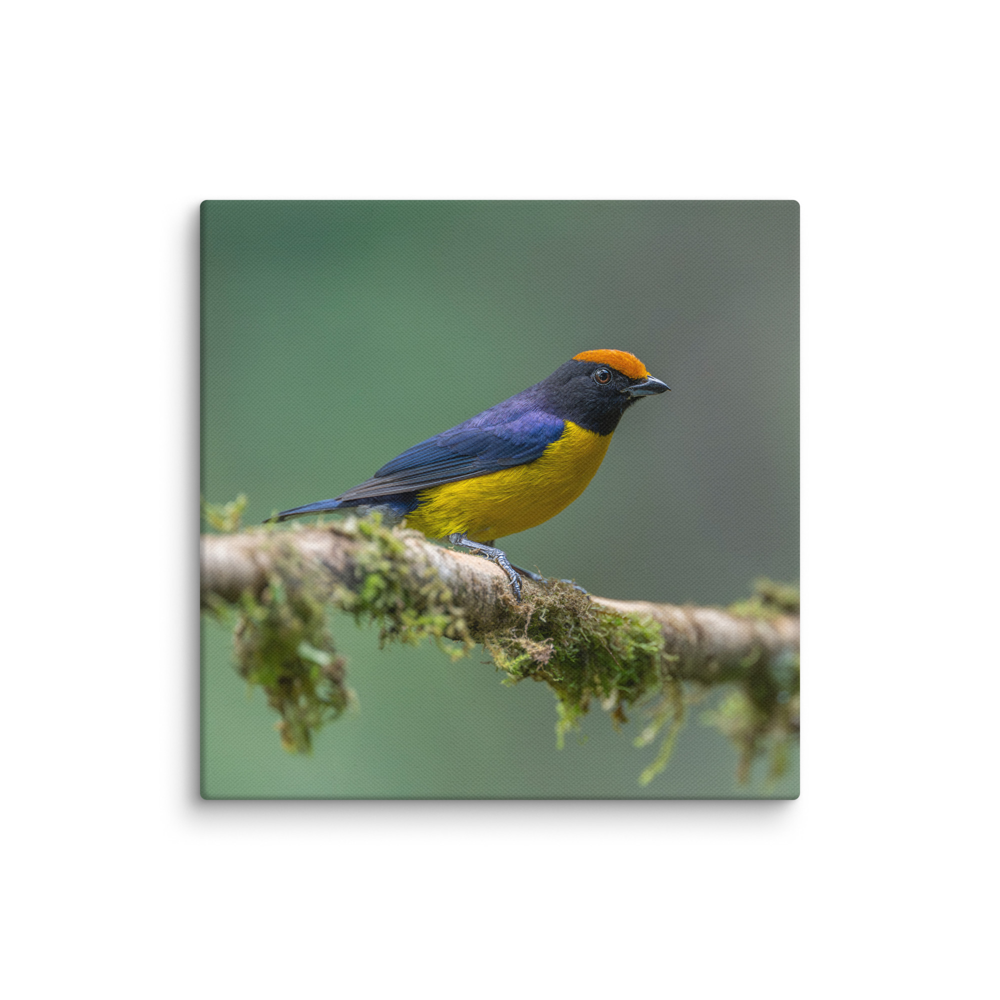 Tawny-capped euphonia in cloud forest! Canvas - Image 2