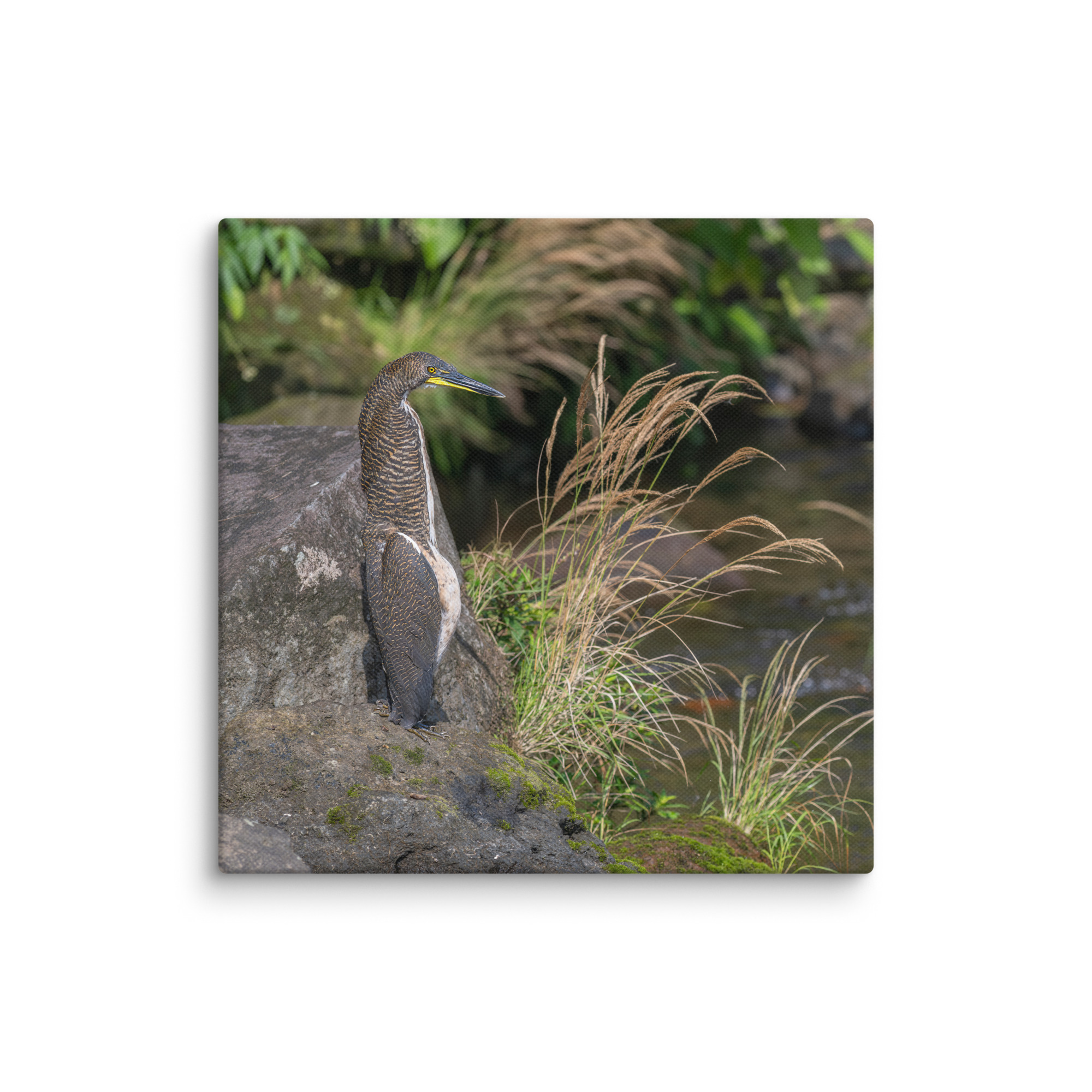 Bare-throated tiger heron! Canvas - Image 2