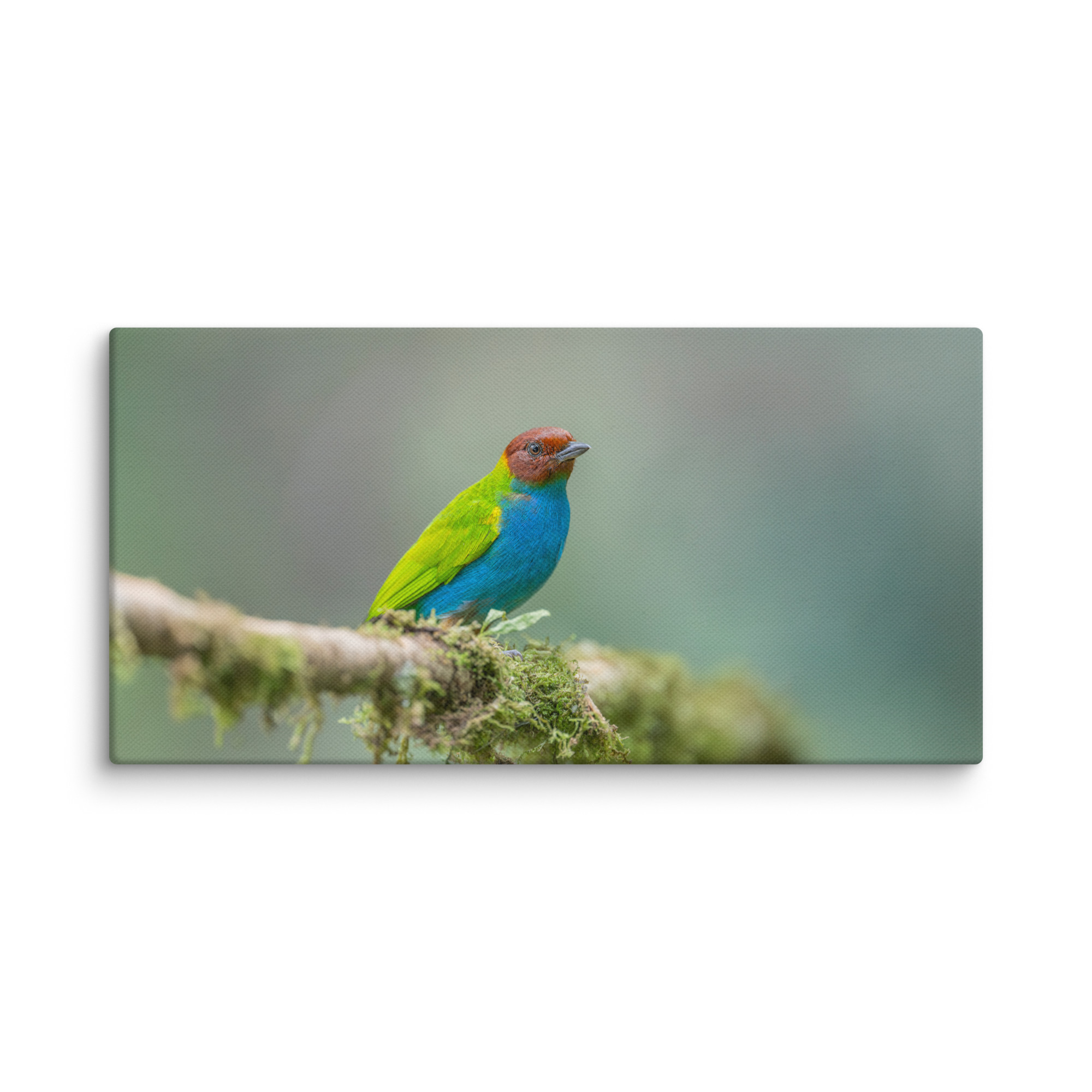 Bay Headed Tanager in rain Forest! Canvas - Image 3