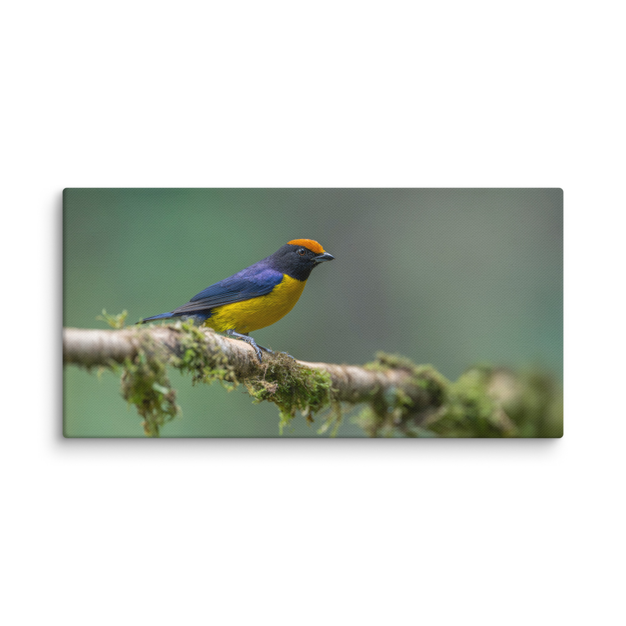 Tawny-capped euphonia in cloud forest! Canvas - Image 3