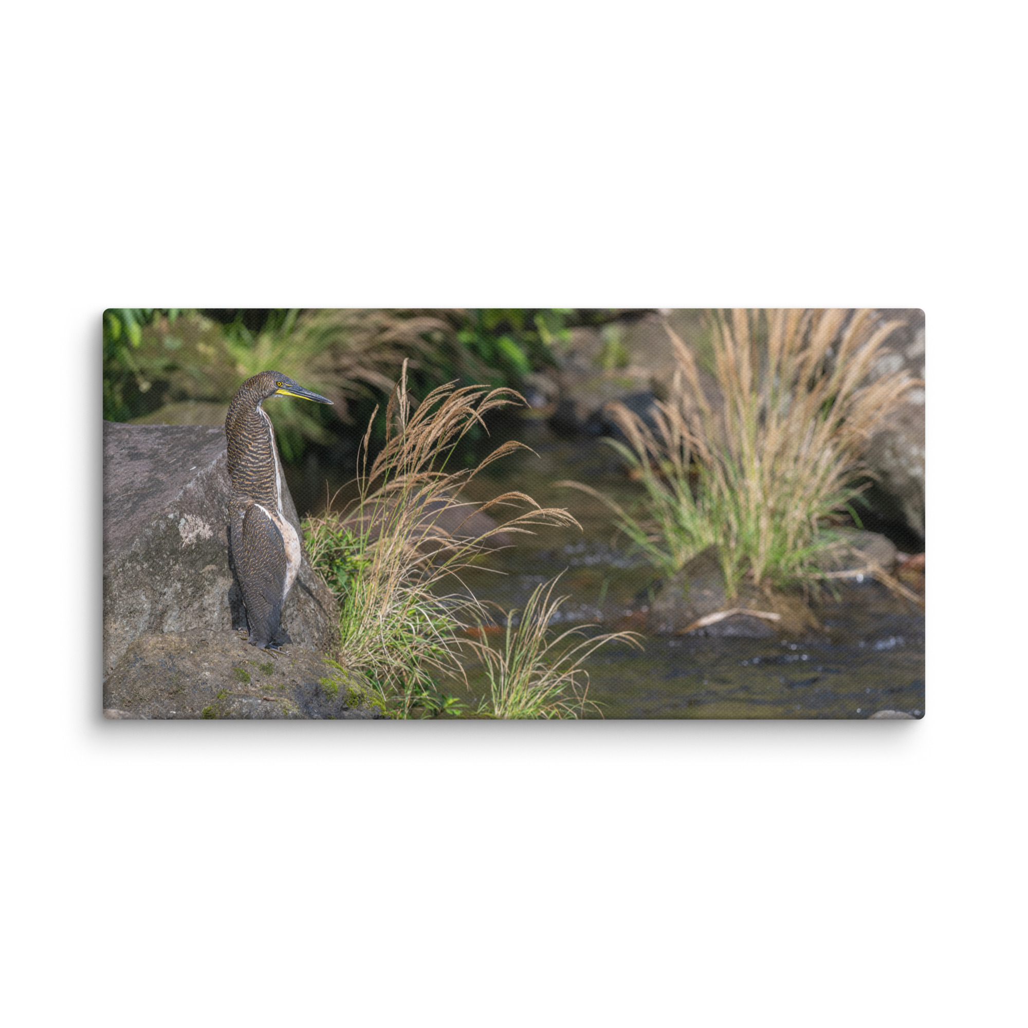 Bare-throated tiger heron! Canvas - Image 3