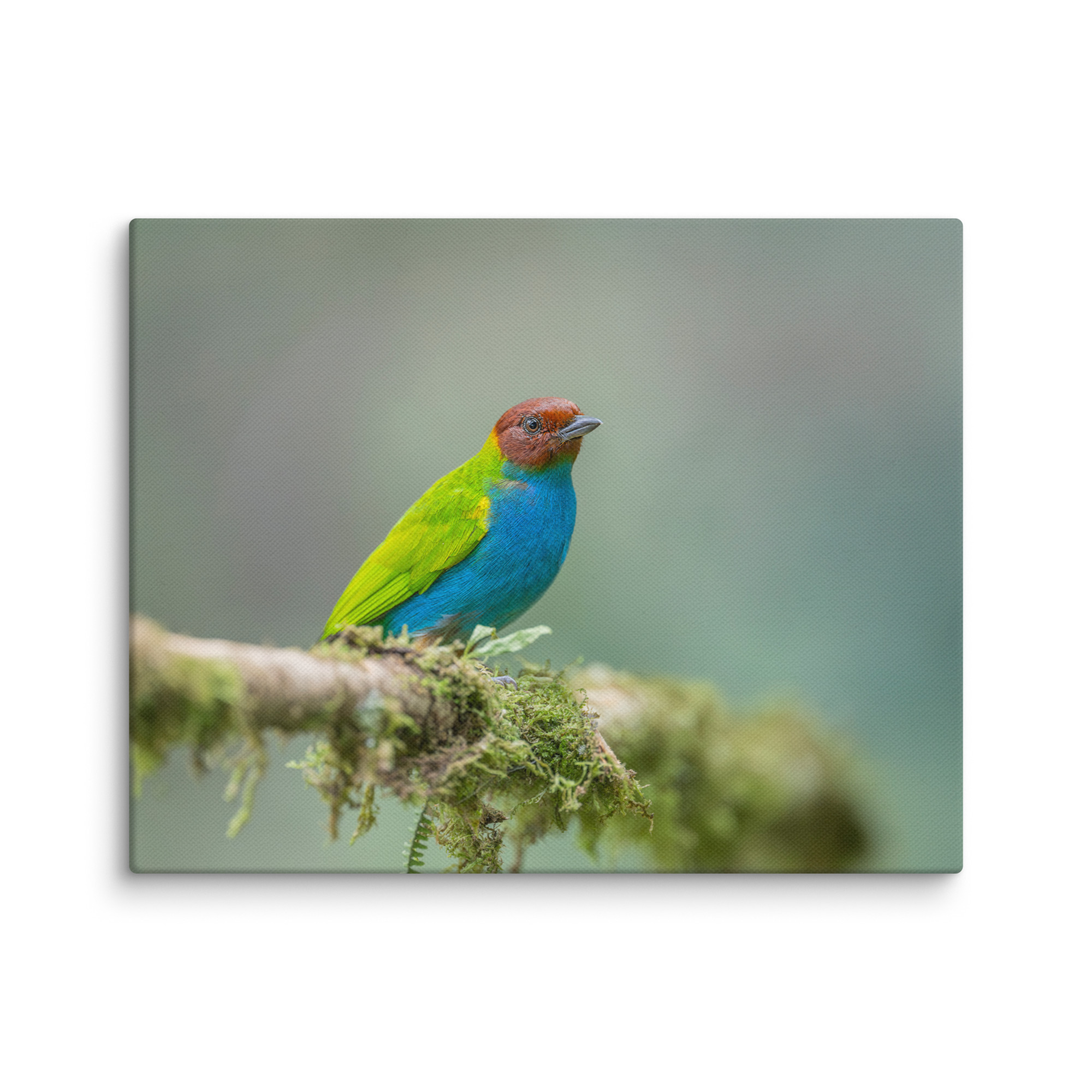 Bay Headed Tanager in rain Forest! Canvas - Image 4