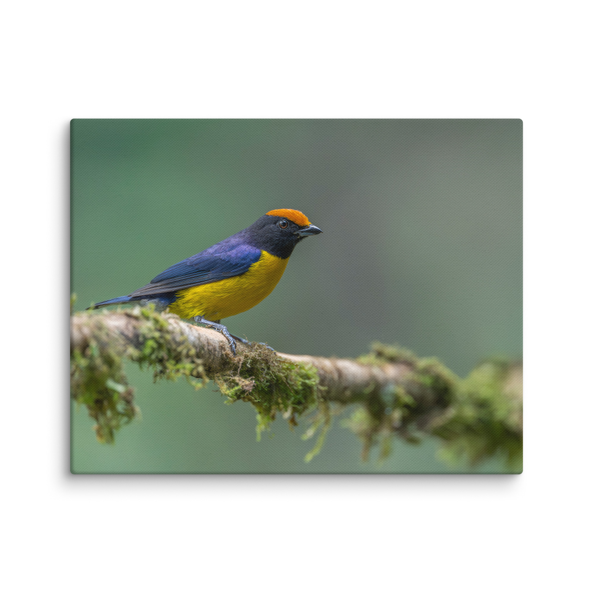 Tawny-capped euphonia in cloud forest! Canvas - Image 4